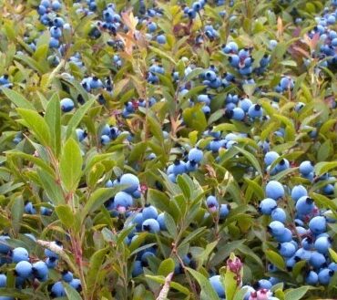 Bleuets sauvages lors d’une cueillette sur la Côte-Nord