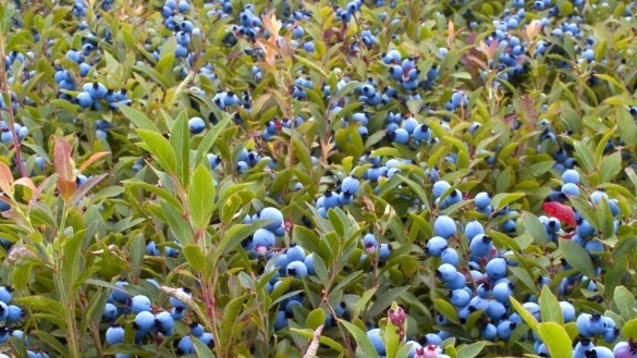 Bleuets sauvages lors d’une cueillette sur la Côte-Nord